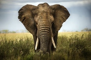 background elephant Africa