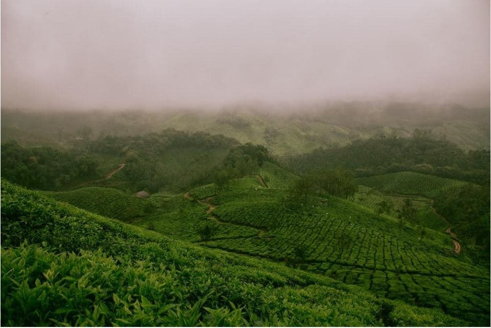 Japanese Encephalitis can be found in several rice fields.