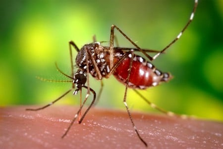 Aedes aegypti, the yellow fever mosquito. Can spread diseases such as Mayaro, Yellow Fever and Chikungunya.