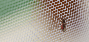 Chikungunya is transmitted by infected mosquitoes. This viral disease will causes severe joint pain and fever. Other symptoms include headache, muscle pain, nausea, rash and fatigue.
