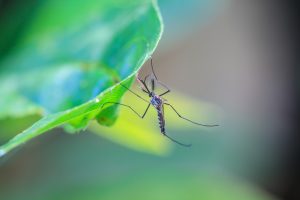 Malaria is a disease that is spread through the bite of an infected mosquito. It is a serious and occasionally fatal disease. Malaria is caused by a group of parasites called Plasmodium.